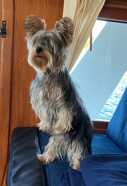 Vnta, vnta ... Drborta gr husse!